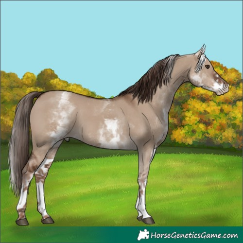 Horse Color:White Spotted Liver Red Dun 