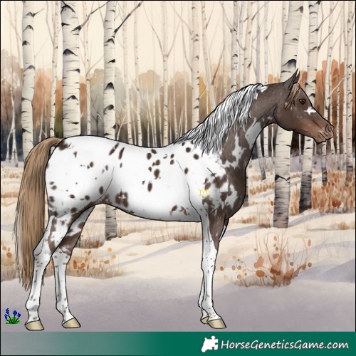 Horse Color:White Spotted Liver Chestnut Tobiano Near Leopard 