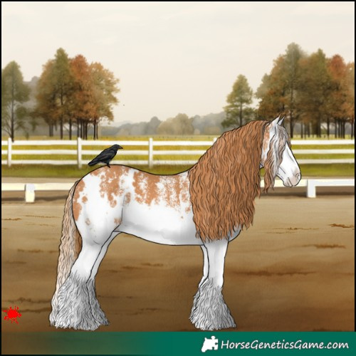 Horse Color:White Spotted Chestnut Splash 