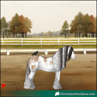 Horse Color:White Spotted Bay Dun Splash Rabicano 
