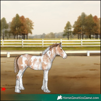 Horse Color:White Spotted Bay Pearl 