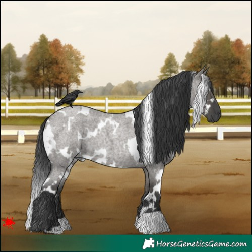 Horse Color:White Spotted Grullo Roan 