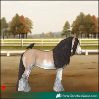 Horse Color:White Spotted Bay Dun 