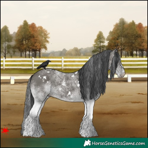 Horse Color:White Spotted Grullo 
