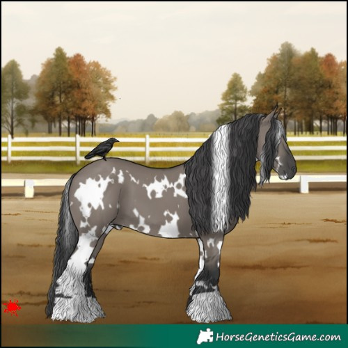 Horse Color:White Spotted Grullo 