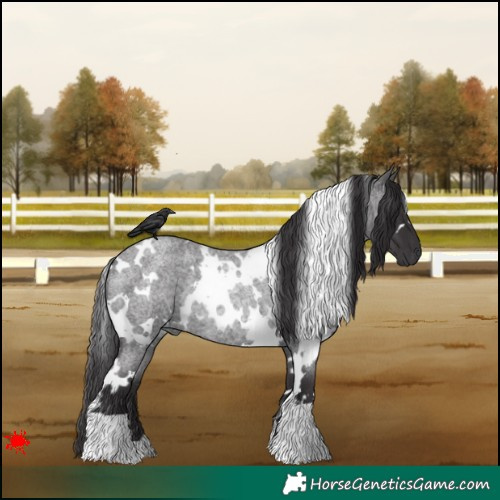 Horse Color:White Spotted Smoky Blue Roan Rabicano 