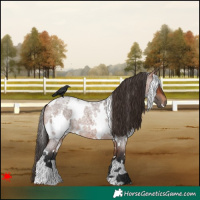 Horse Color:White Spotted Bay Roan 