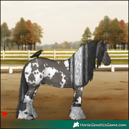 Horse Color:White Spotted Grullo 
