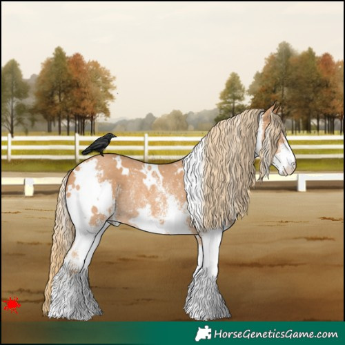 Horse Color:White Spotted Chestnut Rabicano 