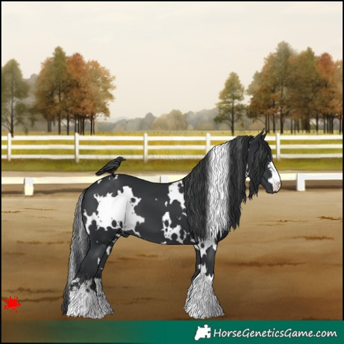 Horse Color:White Spotted Black 