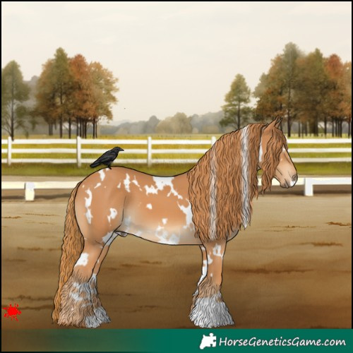 Horse Color:White Spotted Chestnut 