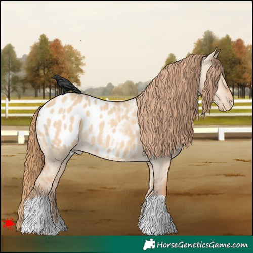 Horse Color:Red Dun Appaloosa 
