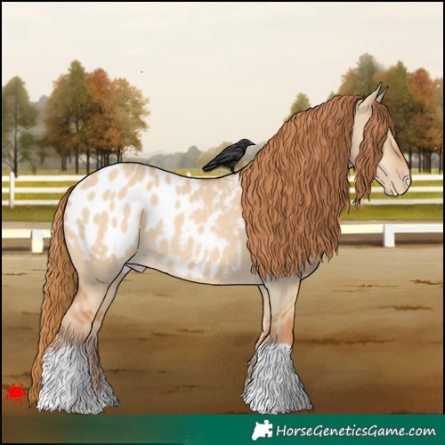 Horse Color:Red Dun Appaloosa