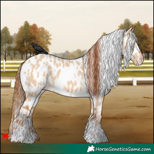 Horse Color:White Spotted Red Dun Appaloosa 