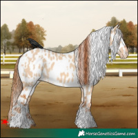 Horse Color:White Spotted Red Dun Near Leopard 