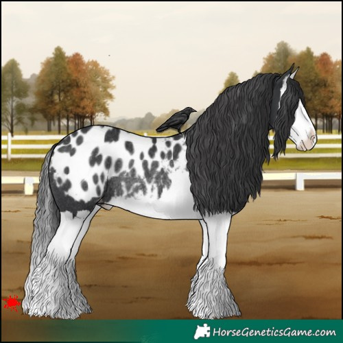 Horse Color:Black Splash Appaloosa Rabicano