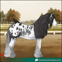 Horse Color:Black Splash Blanket Rabicano 