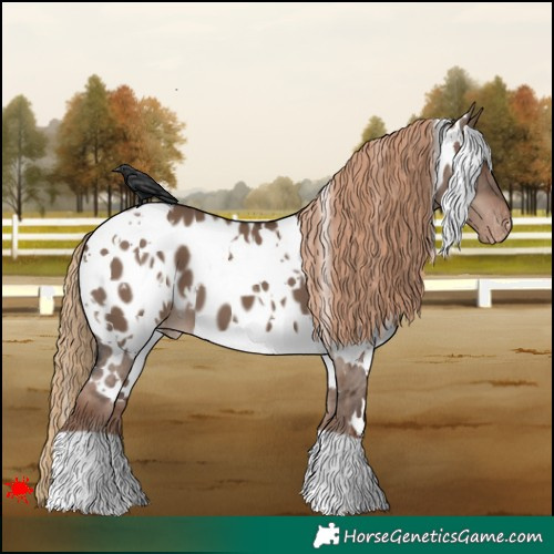 Horse Color:White Spotted Liver Red Dun Appaloosa 