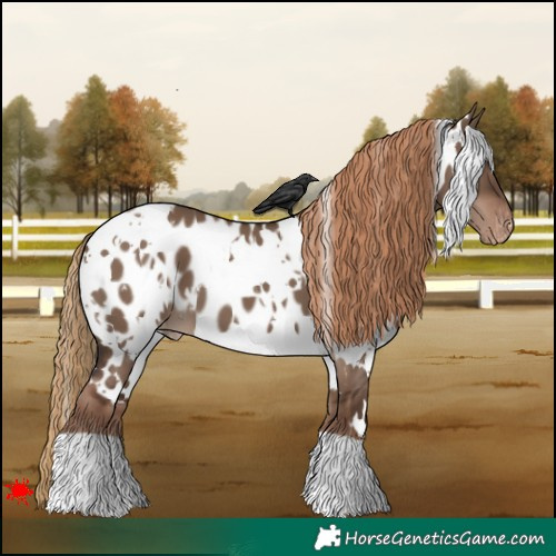 Horse Color:White Spotted Liver Red Dun Appaloosa