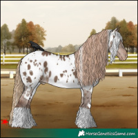 Horse Color:White Spotted Liver Red Dun Near Leopard 