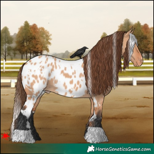 Horse Color:White Spotted Bay Dun Appaloosa