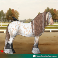 Horse Color:White Spotted Bay Dun Appaloosa 
