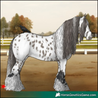 Horse Color:White Spotted Grullo Near Leopard