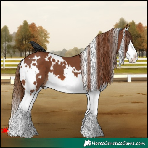 Horse Color:White Spotted Chestnut Splash 