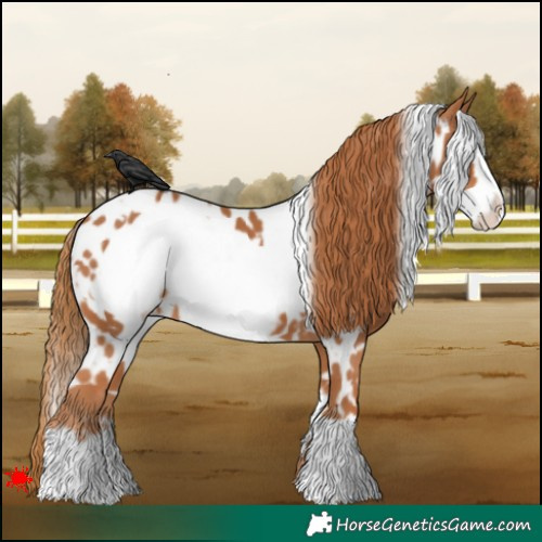 Horse Color:White Spotted Chestnut Frame Appaloosa 