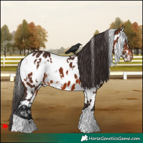 Horse Color:White Spotted Brown Appaloosa 