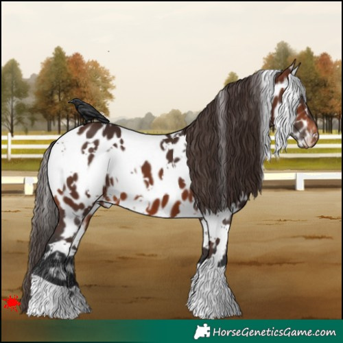 Horse Color:White Spotted Brown Appaloosa 