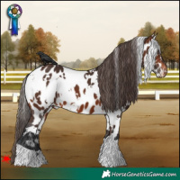Horse Color:White Spotted Brown Appaloosa 
