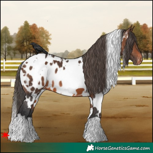 Horse Color:White Spotted Brown Appaloosa 