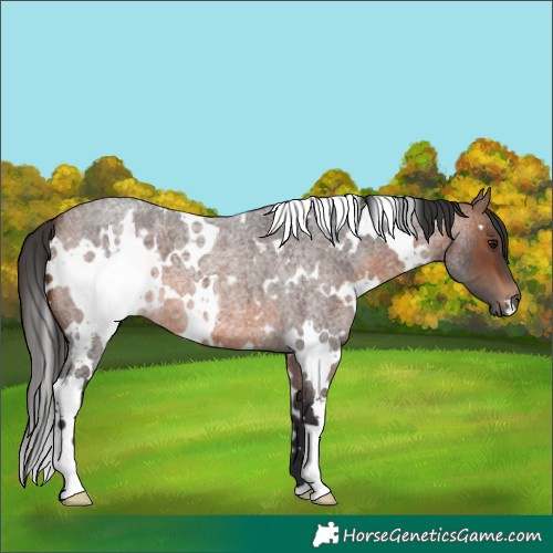 Horse Color:White Spotted Brown Roan