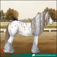 Horse Color:White Spotted Bay Dun Blanket
