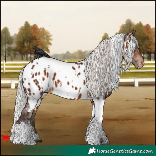 Horse Color:White Spotted Silver Brown Appaloosa 