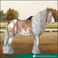Horse Color:White Spotted Silver Bay Sabino Appaloosa 