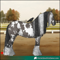 Horse Color:White Spotted Grullo 