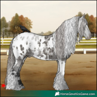 Horse Color:White Spotted Grullo Appaloosa