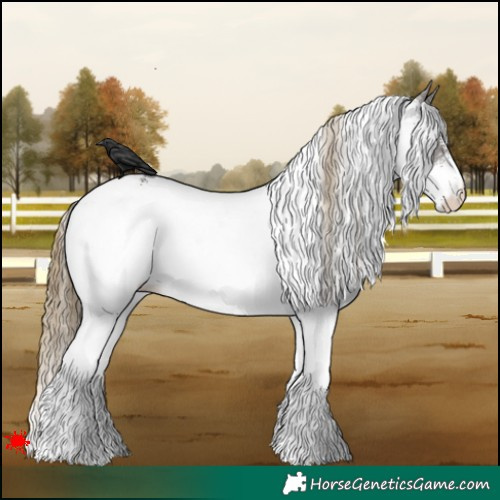 Horse Color:White Spotted Smoky Grullo Appaloosa 