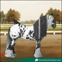 Horse Color:White Spotted Black Appaloosa 