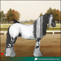 Horse Color:White Spotted Black Near Fewspot