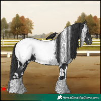Horse Color:White Spotted Black Appaloosa 