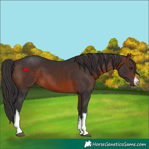 Horse Color:White Spotted Brown 
