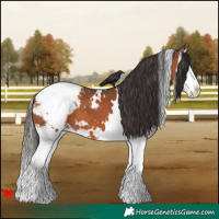 Horse Color:White Spotted Bay Splash Snowcap 