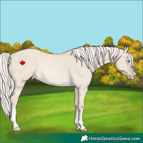 Horse Color:Cremello Dun Rabicano