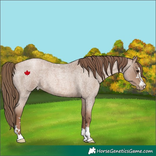Horse Color:Blue Roan Pearl
