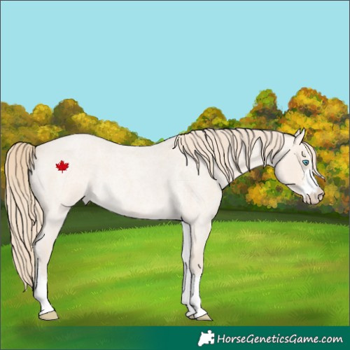 Horse Color:Perlino Roan Sabino Rabicano