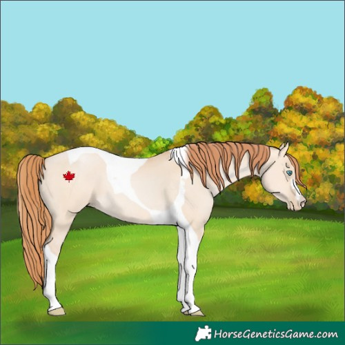 Horse Color:Buckskin Pearl Dun Tobiano