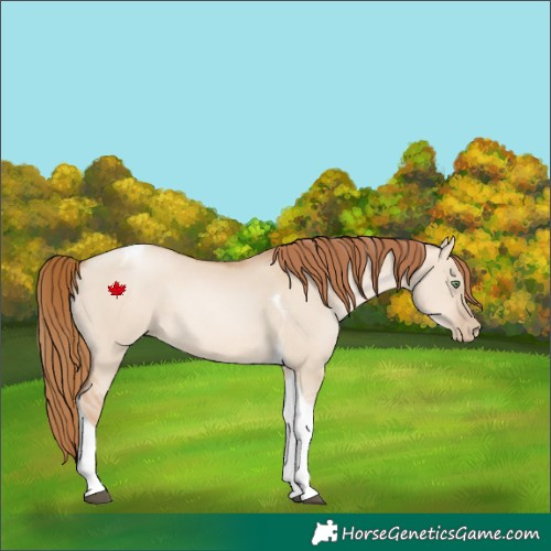 Horse Color:Red Dun Pearl Tobiano 